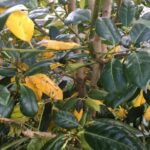 Yellow Holly Leaves on Holly Tree