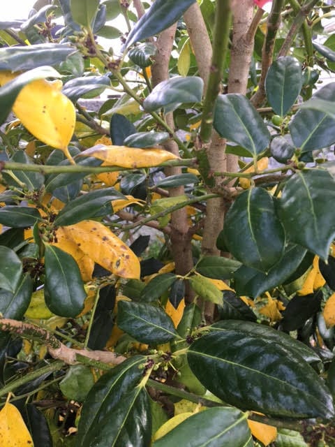Yellow Holly Leaves on Holly Tree