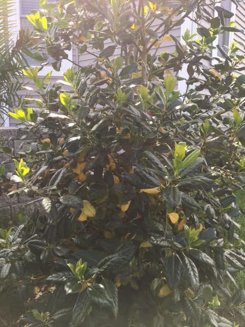 holly tree with yellow leaves