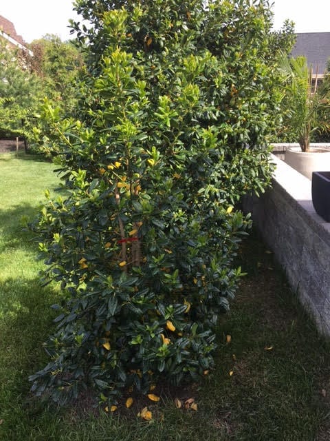 holly tree in backyard