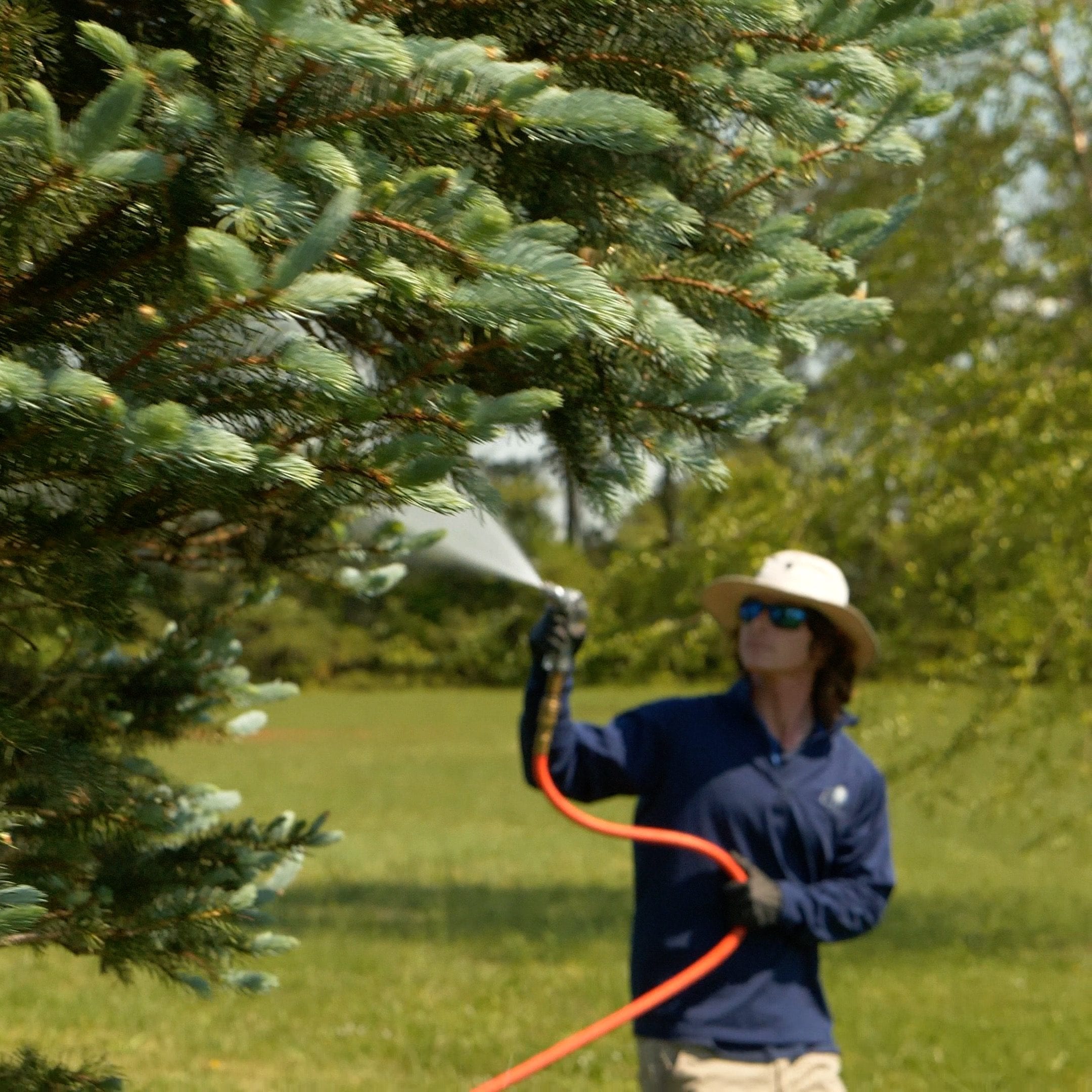 Tree Care