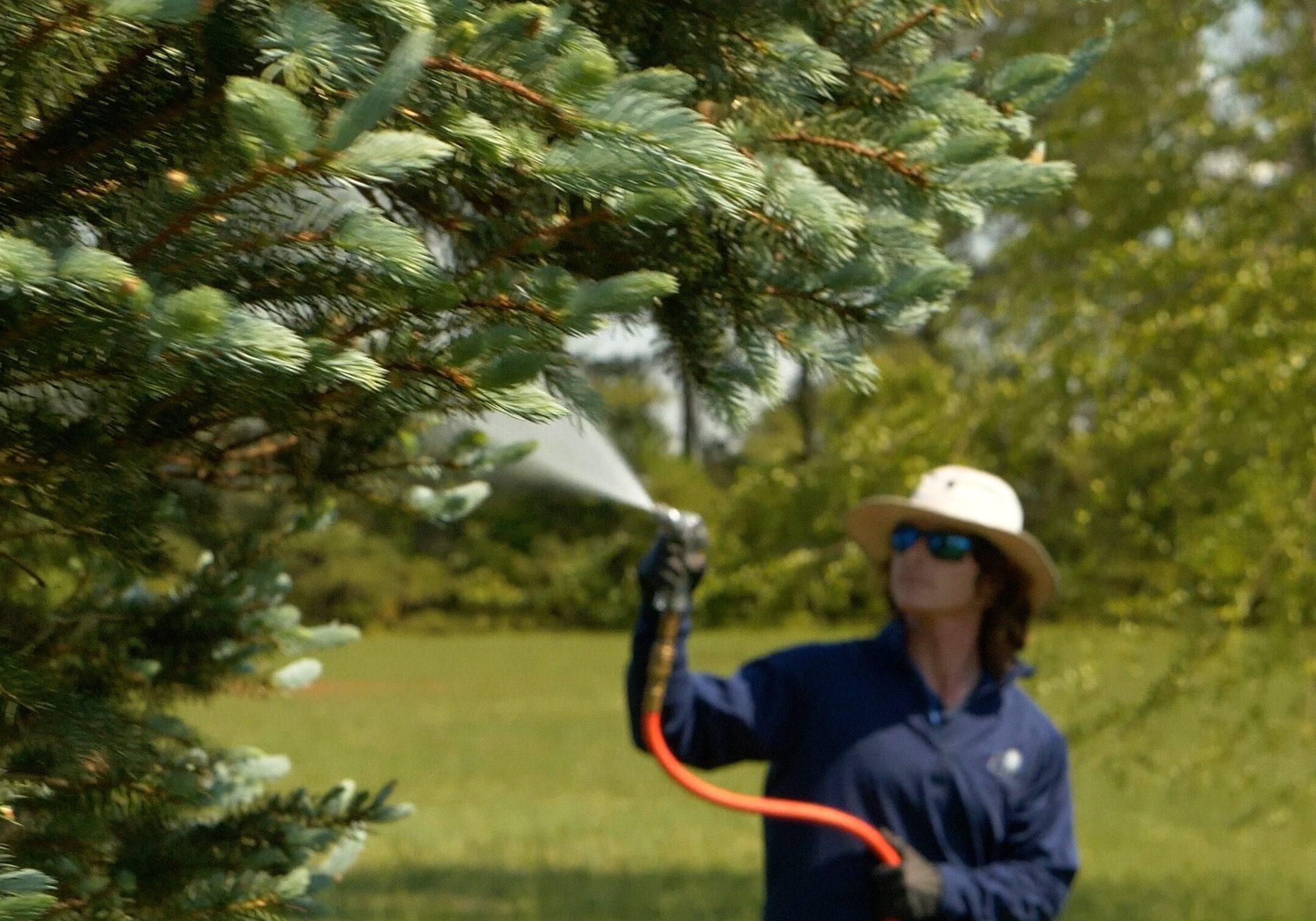 Tree Care