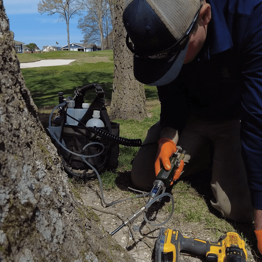 Tree Injection 1